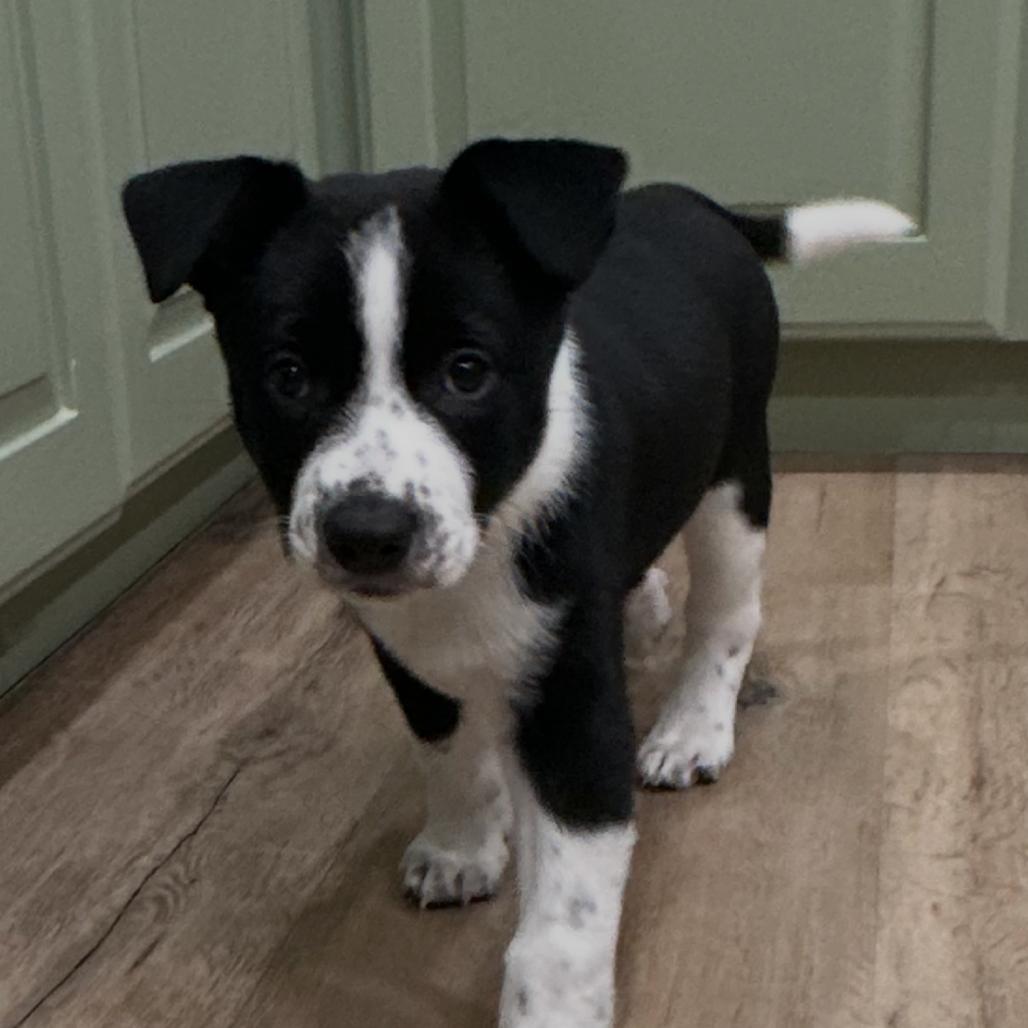 Enlarge Jesse James, a Adoptable Australian Cattle Dog / Blue Heeler in Festus, MO image 4/4