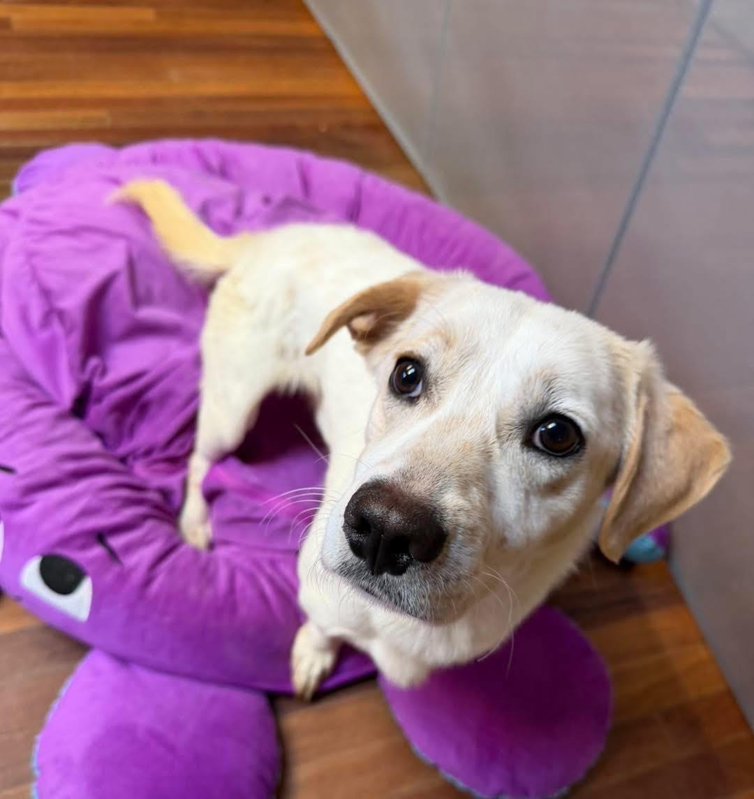 Enlarge Chicken Nugget, a ADOPTABLE mixed breed in Reno, NV image 4/5
