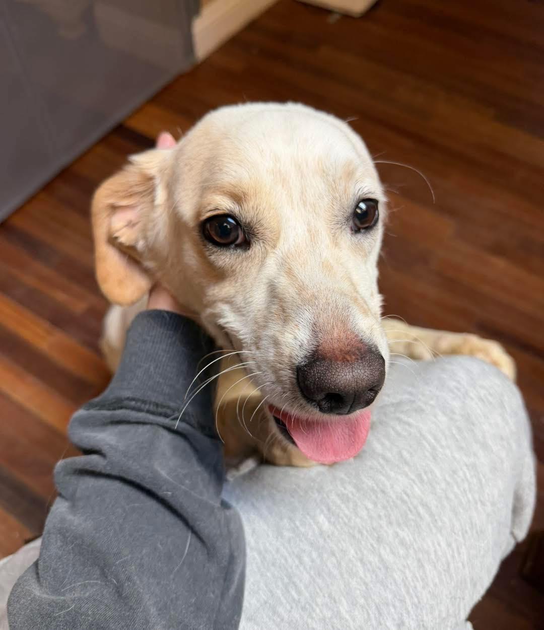 Enlarge Chicken Nugget, a ADOPTABLE mixed breed in Reno, NV image 5/5