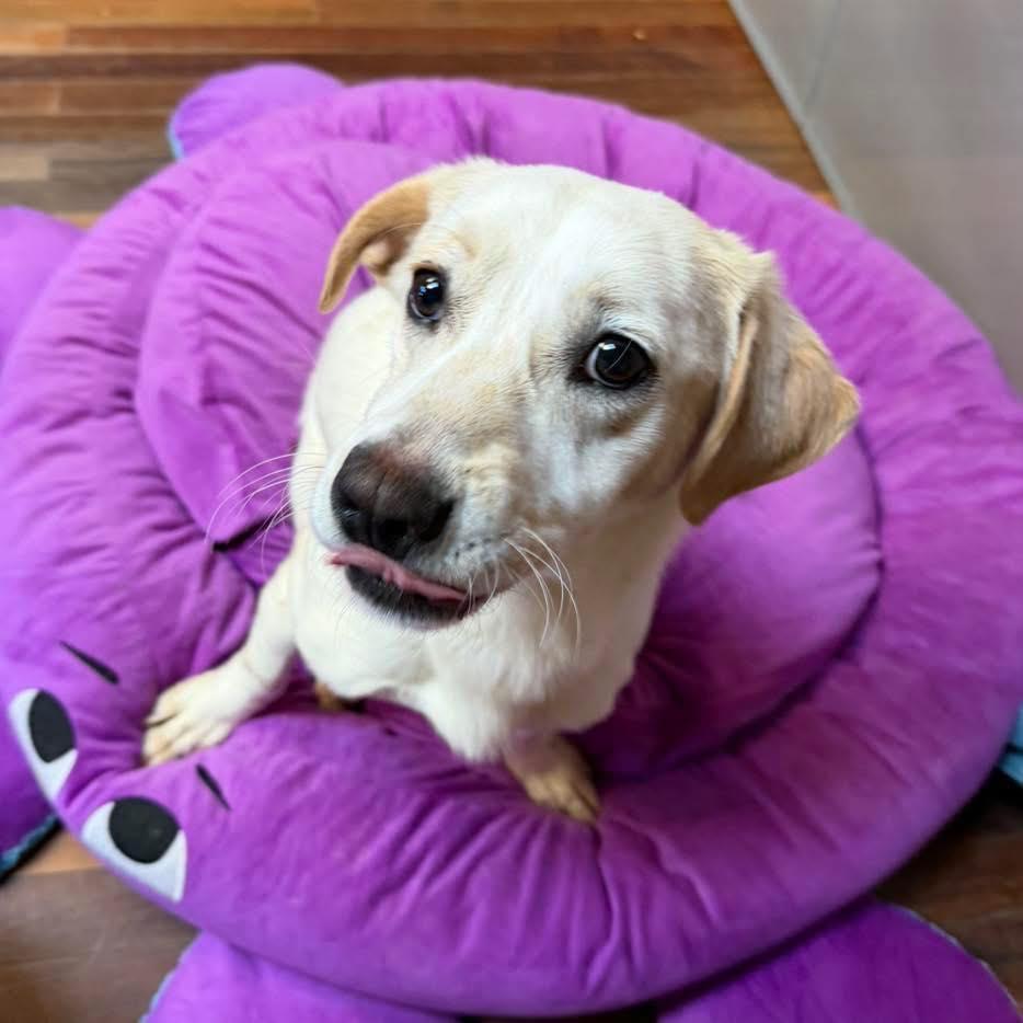 Chicken Nugget, ADOPTABLE, Adult Male Dachshund.