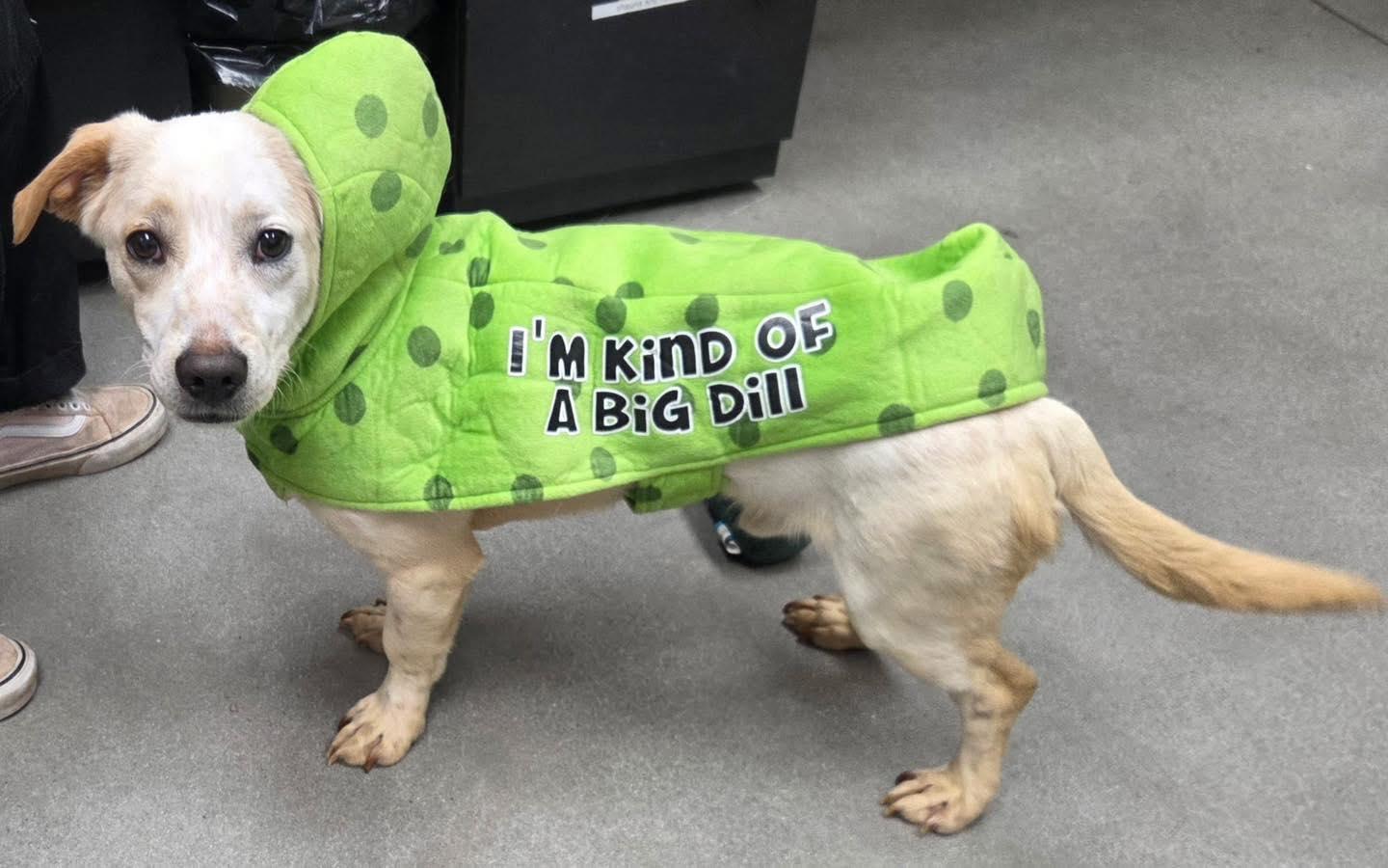 Enlarge Chicken Nugget, a ADOPTABLE mixed breed in Reno, NV image 2/5