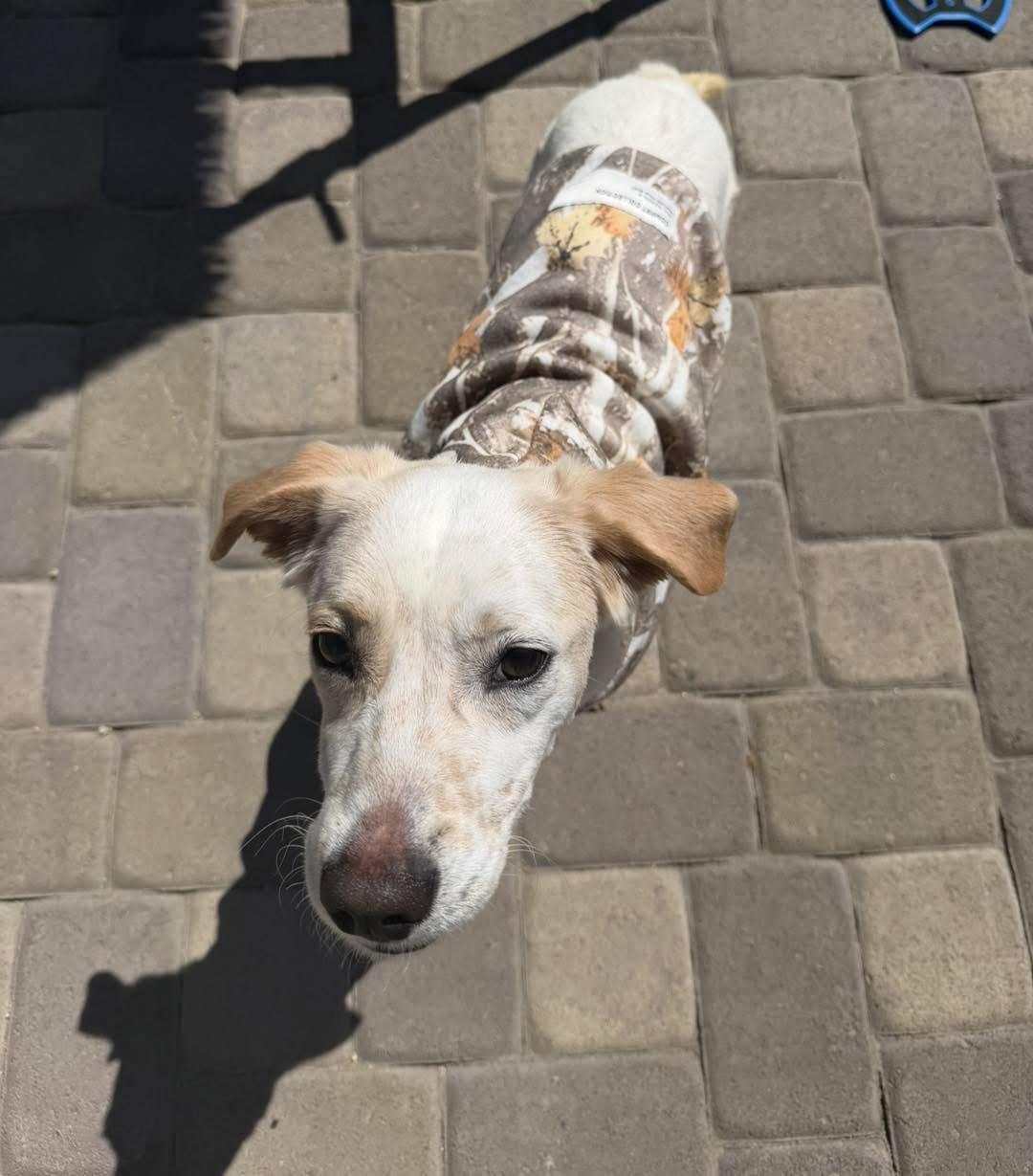 Enlarge Chicken Nugget, a ADOPTABLE mixed breed in Reno, NV image 3/5