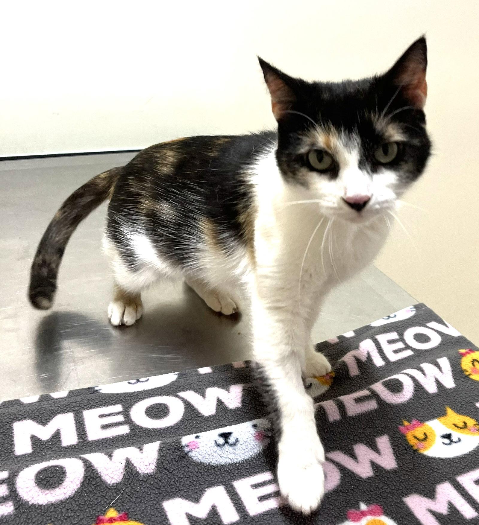 Dylan, Adoptable, Young Female Domestic Short Hair.