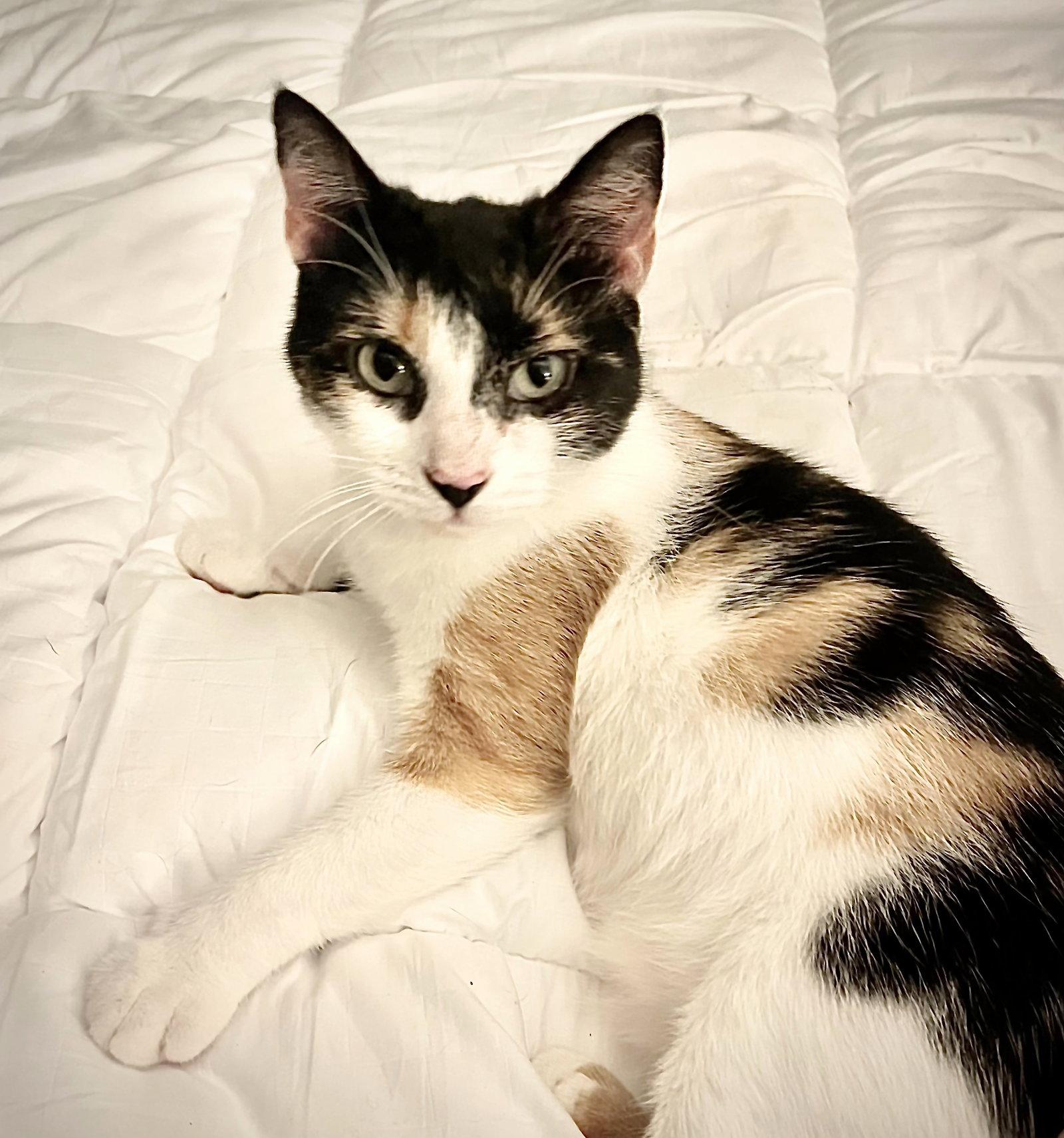Dylan, Adoptable, Young Female Domestic Short Hair.