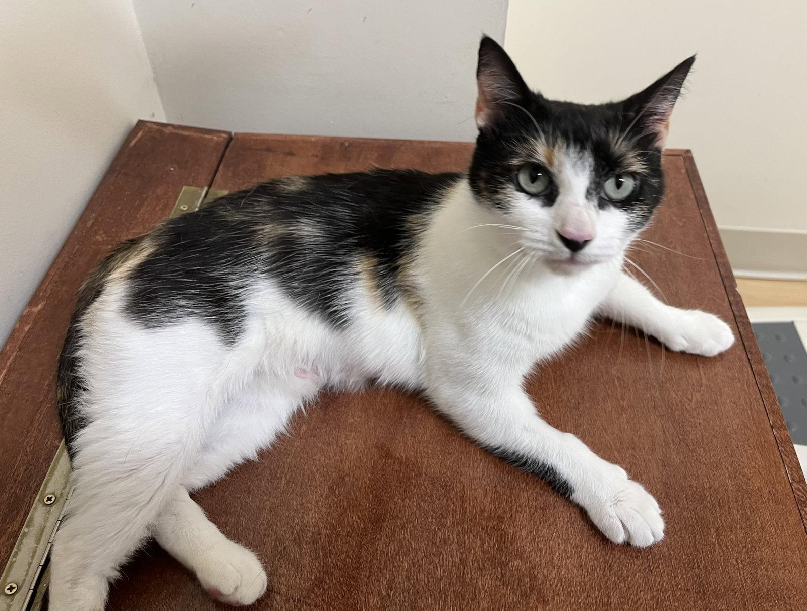 Dylan, a Adoptable Domestic Short Hair in Reston, VA image 2/3