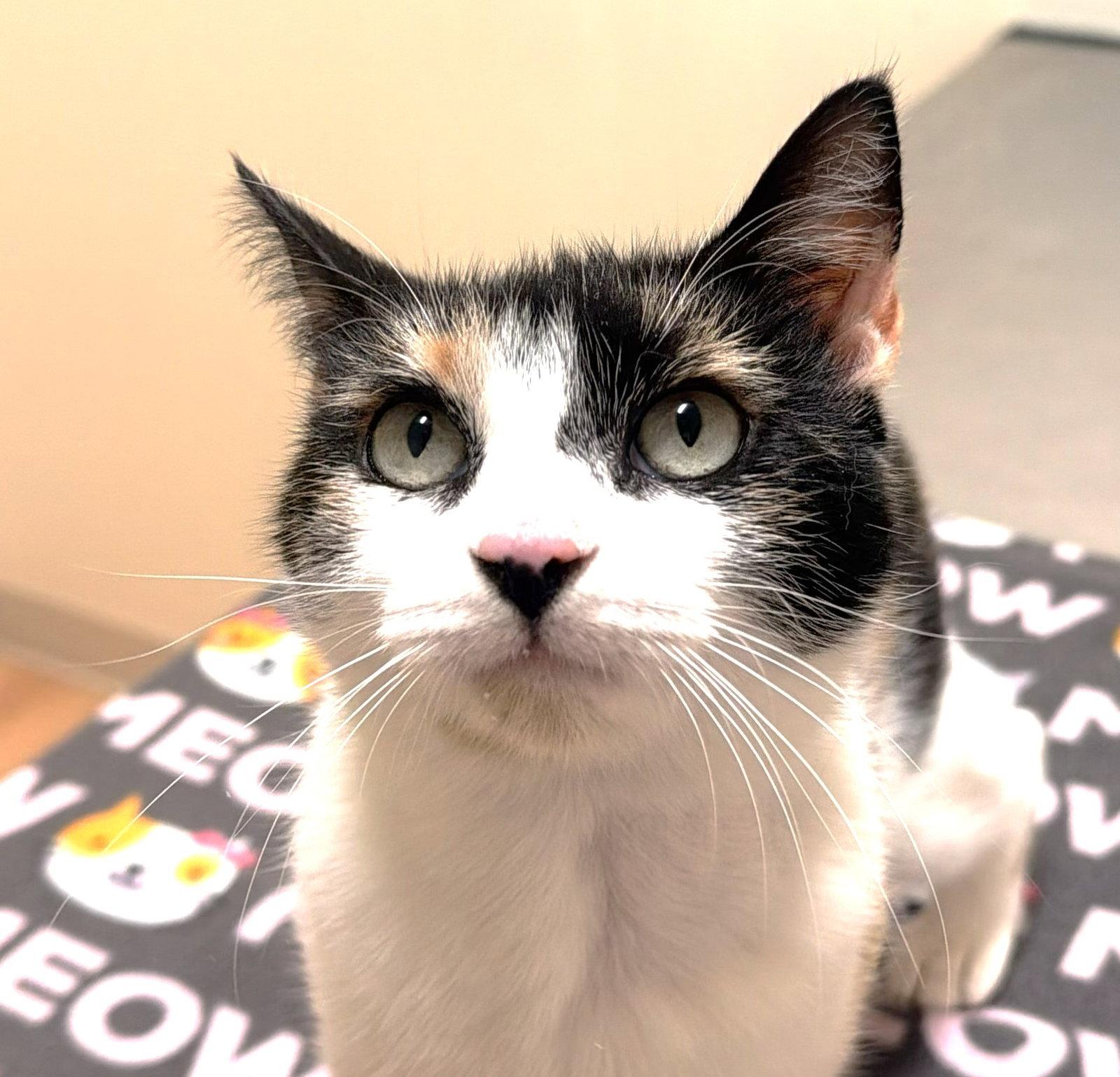 Dylan, a Adoptable Domestic Short Hair in Reston, VA image 3/3