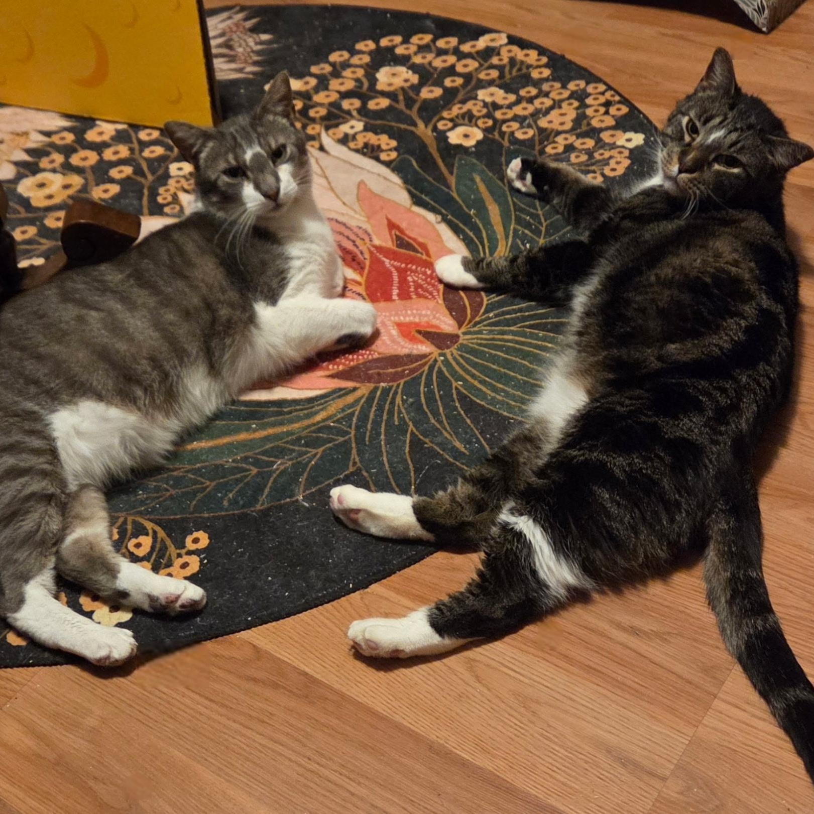 Enlarge SPUMONI (Brothers Gelato and Spumoni are a sweet and loving eight yeneeds to be adopted with GELATO), an adopted Domestic Short Hair in East Greenwich, RI image 6/6