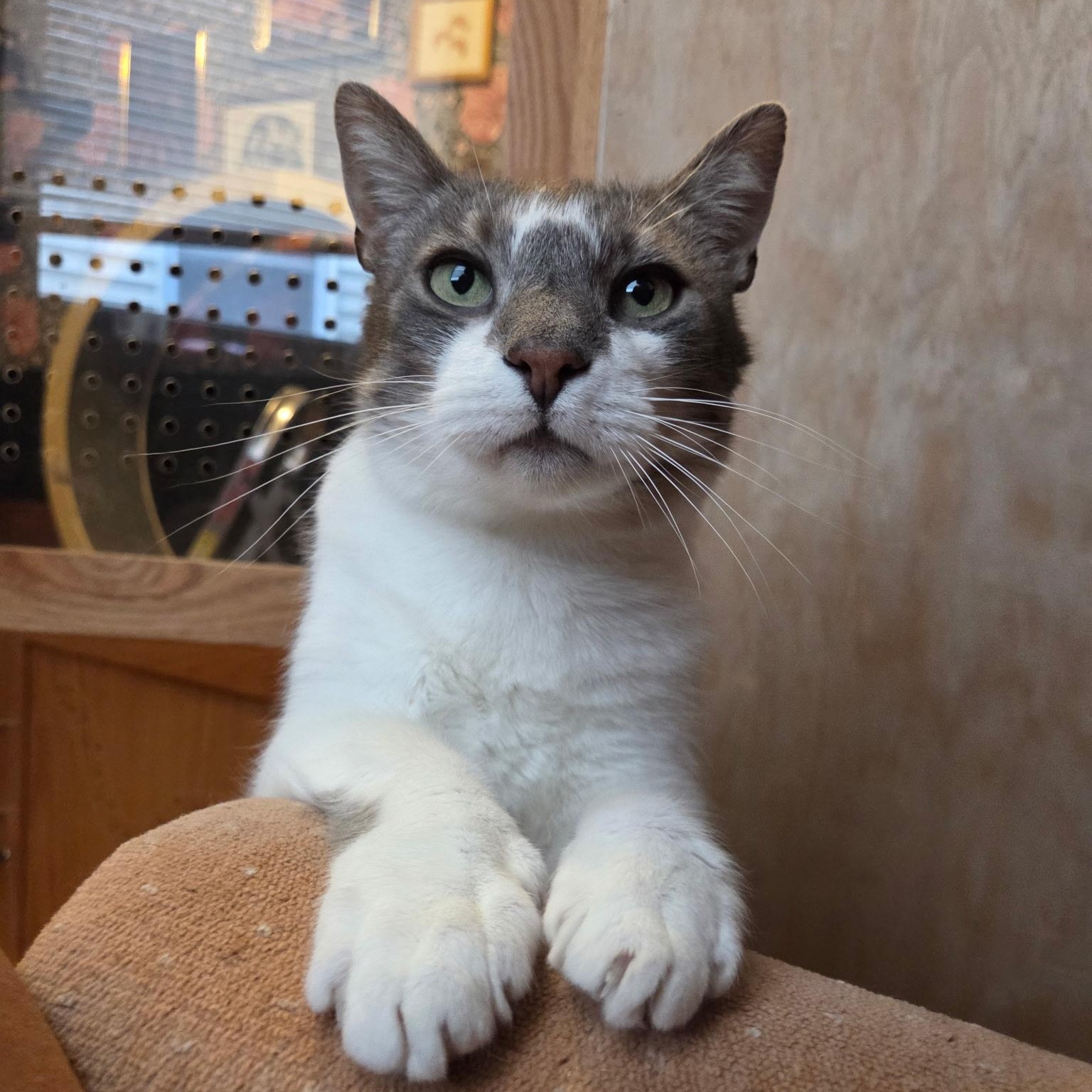 SPUMONI (Brothers Gelato and Spumoni are a sweet and loving eight yeneeds to be adopted with GELATO), ADOPTABLE, Adult Male Domestic Short Hair.