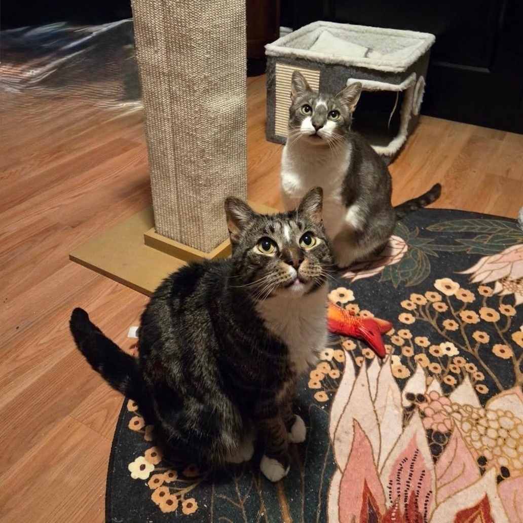 Enlarge SPUMONI (Brothers Gelato and Spumoni are a sweet and loving eight yeneeds to be adopted with GELATO), an adopted Domestic Short Hair in East Greenwich, RI image 3/6