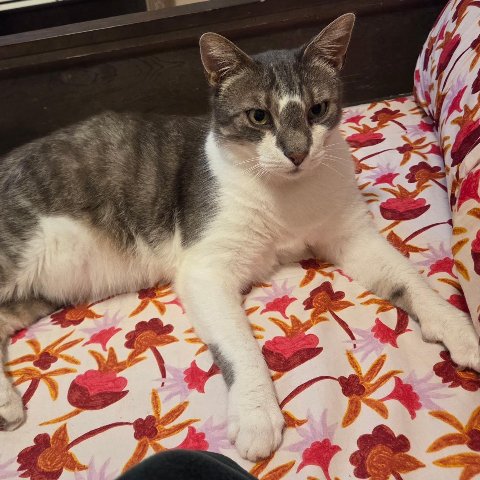 Enlarge SPUMONI (Brothers Gelato and Spumoni are a sweet and loving eight yeneeds to be adopted with GELATO), an adopted Domestic Short Hair in East Greenwich, RI image 2/6