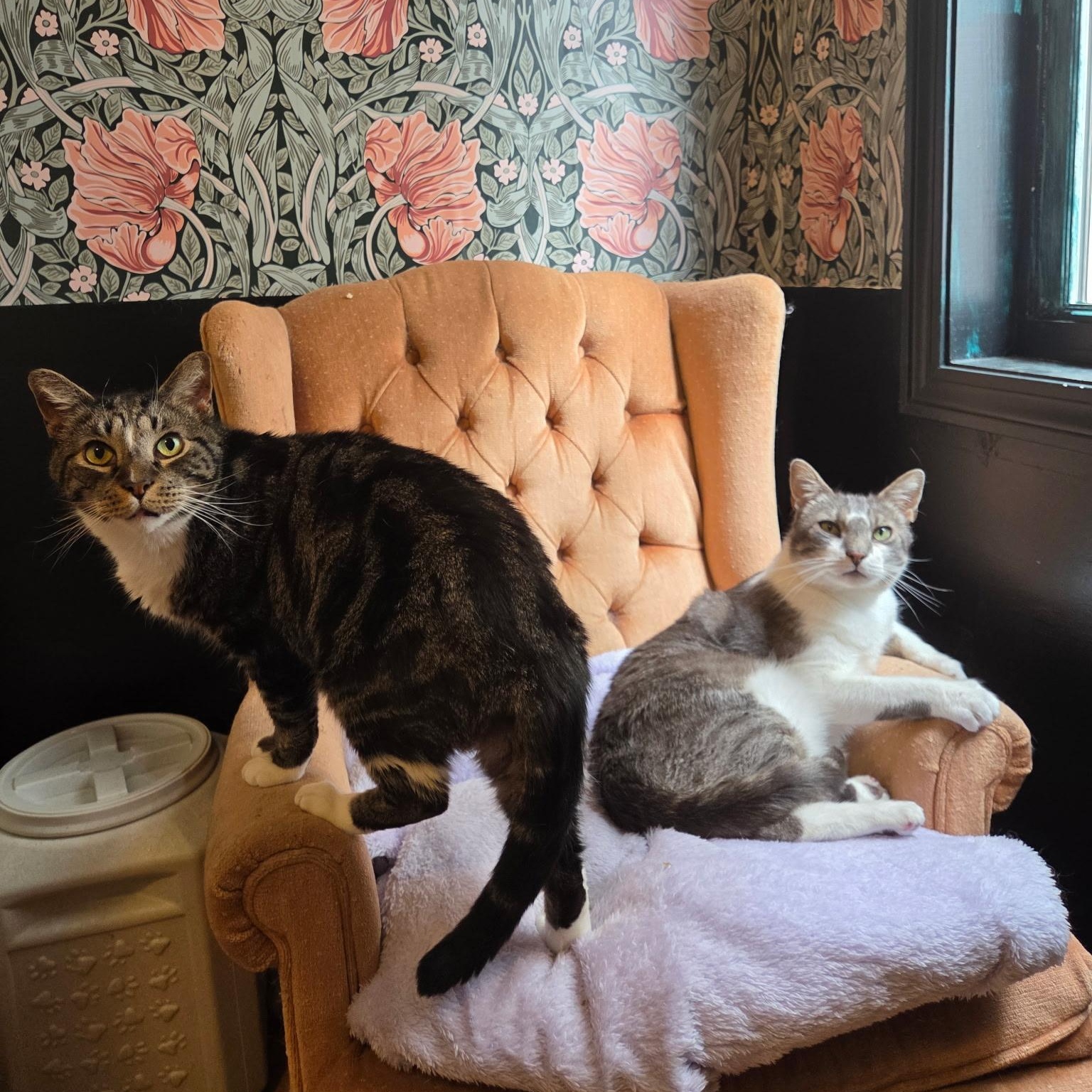 Enlarge SPUMONI (Brothers Gelato and Spumoni are a sweet and loving eight yeneeds to be adopted with GELATO), an adopted Domestic Short Hair in East Greenwich, RI image 4/6