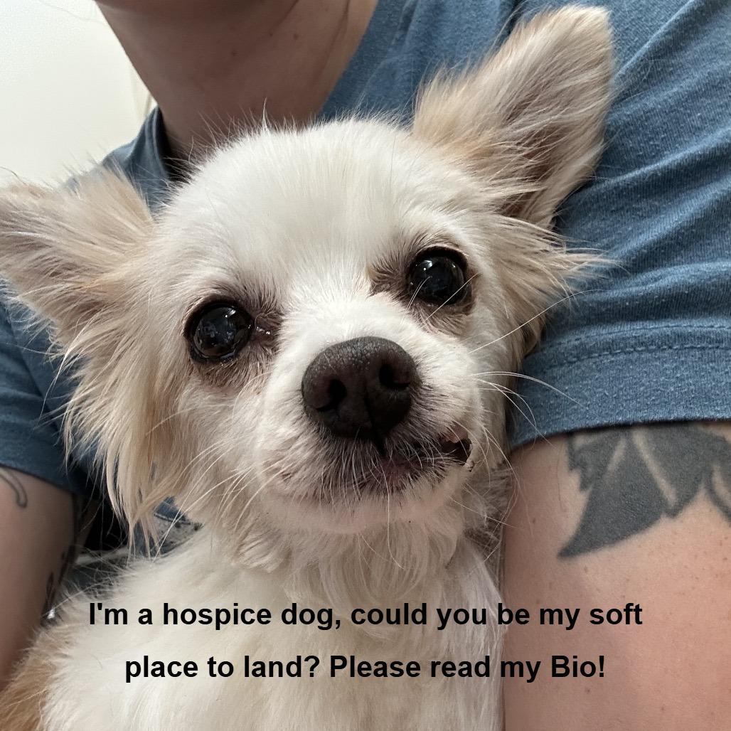 Enlarge Honey, a Adoptable Papillon in Bedford, NH image 1/1