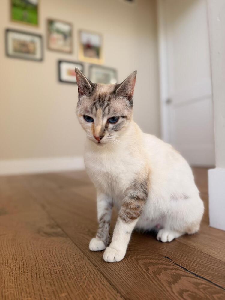 Enlarge Daisy, a Adoptable Siamese in Oceanside, CA image 1/3