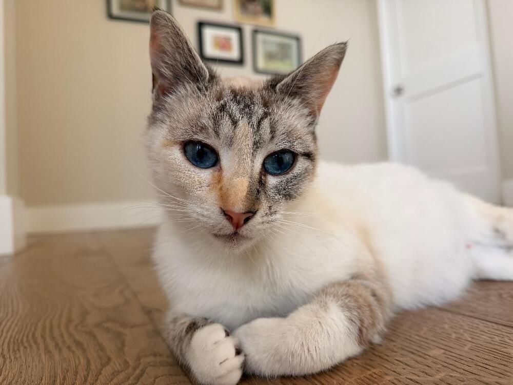 Enlarge Daisy, a Adoptable Siamese in Oceanside, CA image 2/3