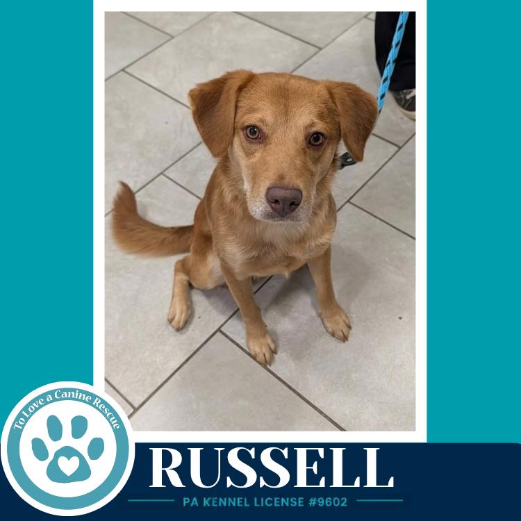 Russell 100326, Adoptable, Young Male Labrador Retriever & Golden Retriever.