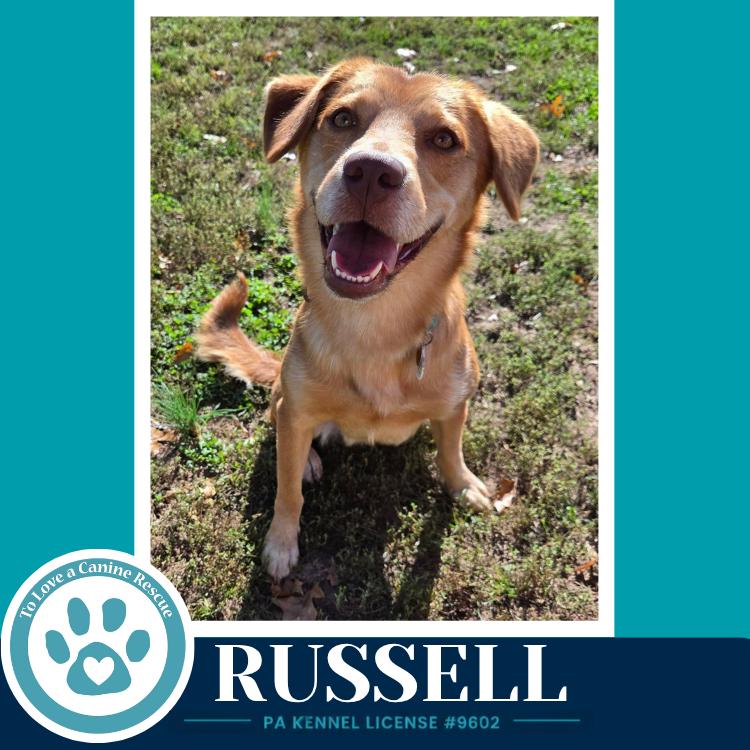 Enlarge Russell 100326, a Adoptable mixed breed in Kimberton, PA image 2/3