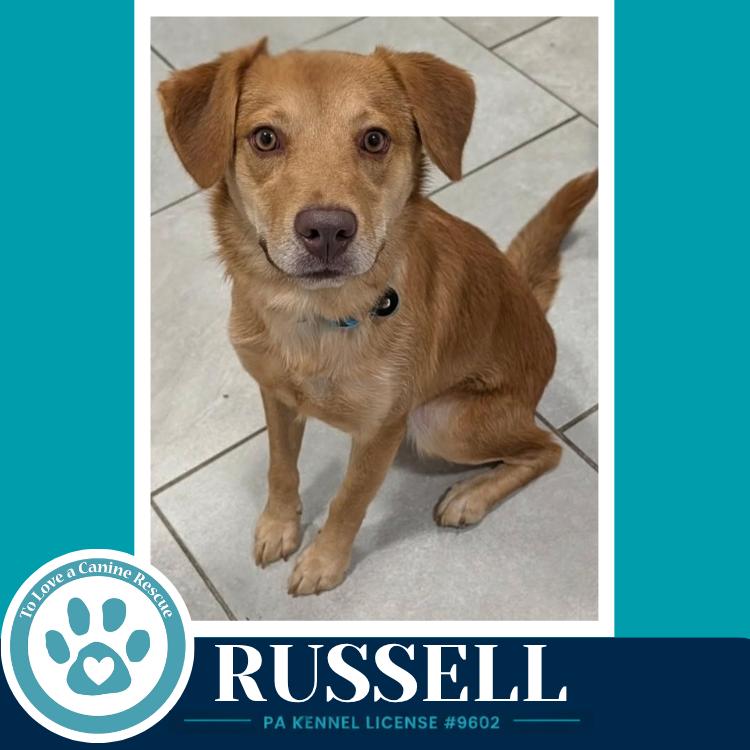 Enlarge Russell 100326, a Adoptable mixed breed in Kimberton, PA image 3/3