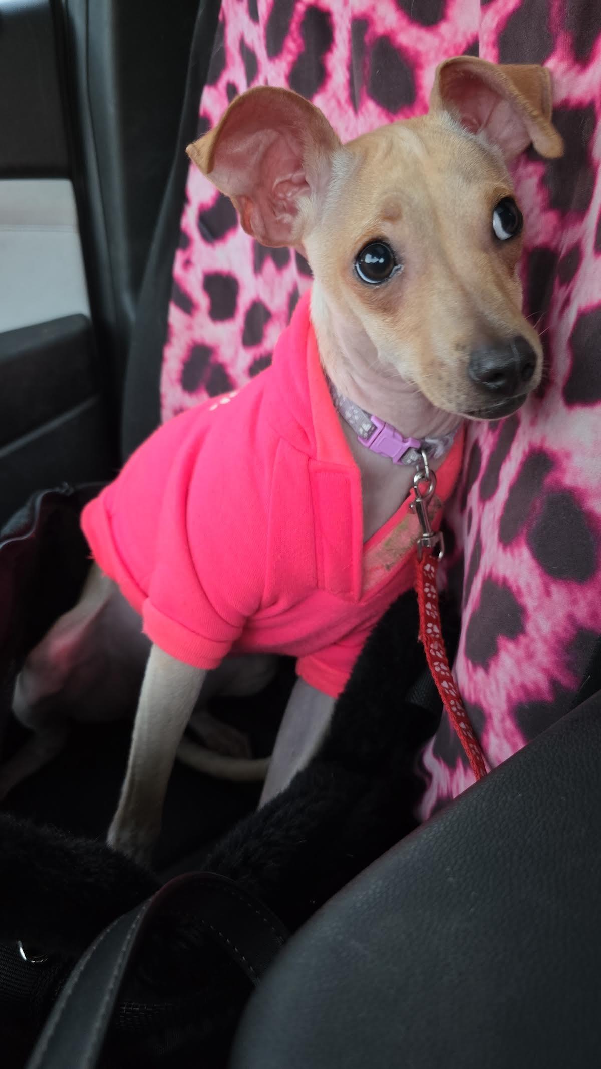 RachelLeighCook, a Adoptable mixed breed in St. Cloud, MN image 1/3