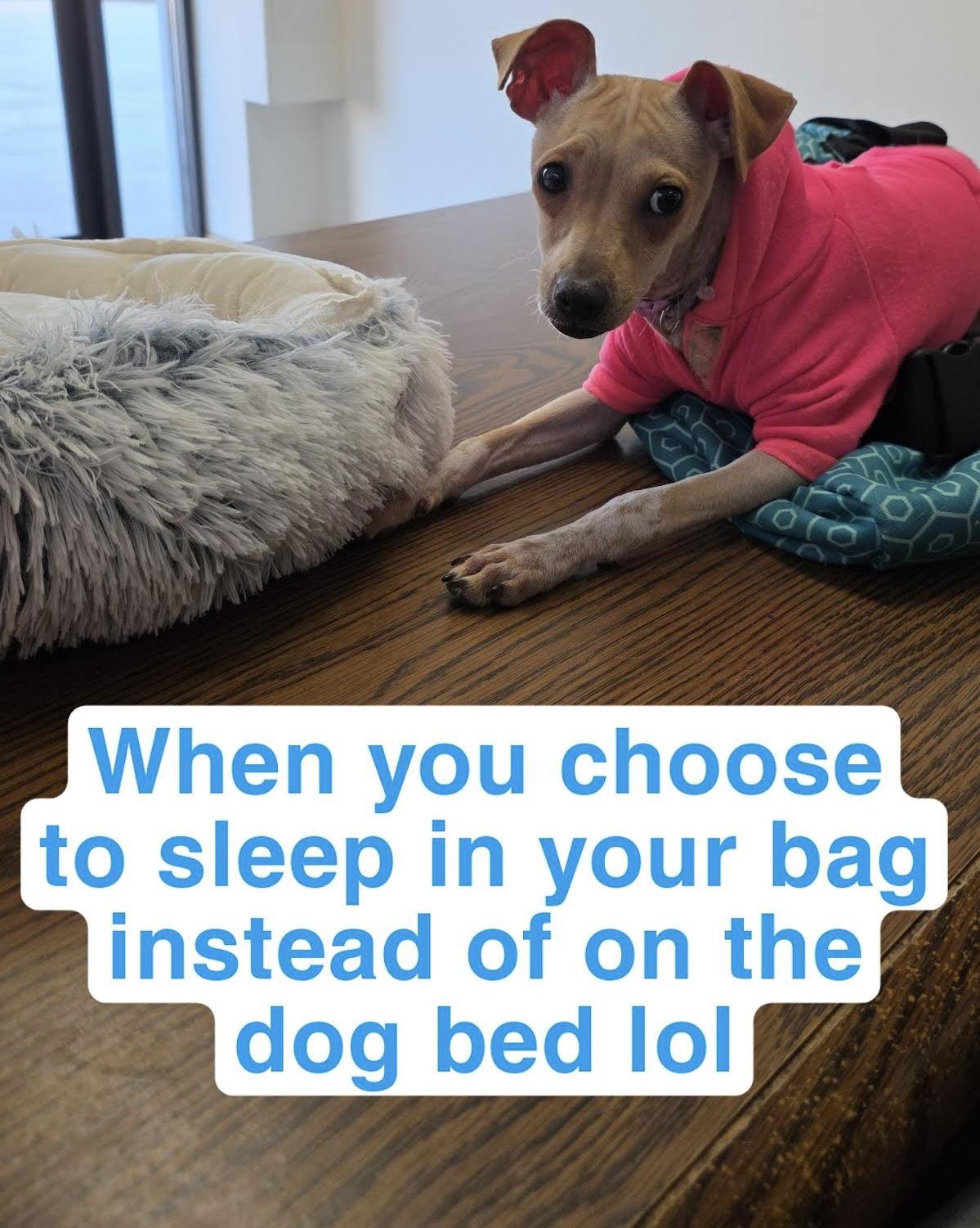 RachelLeighCook, a Adoptable mixed breed in St. Cloud, MN image 2/3