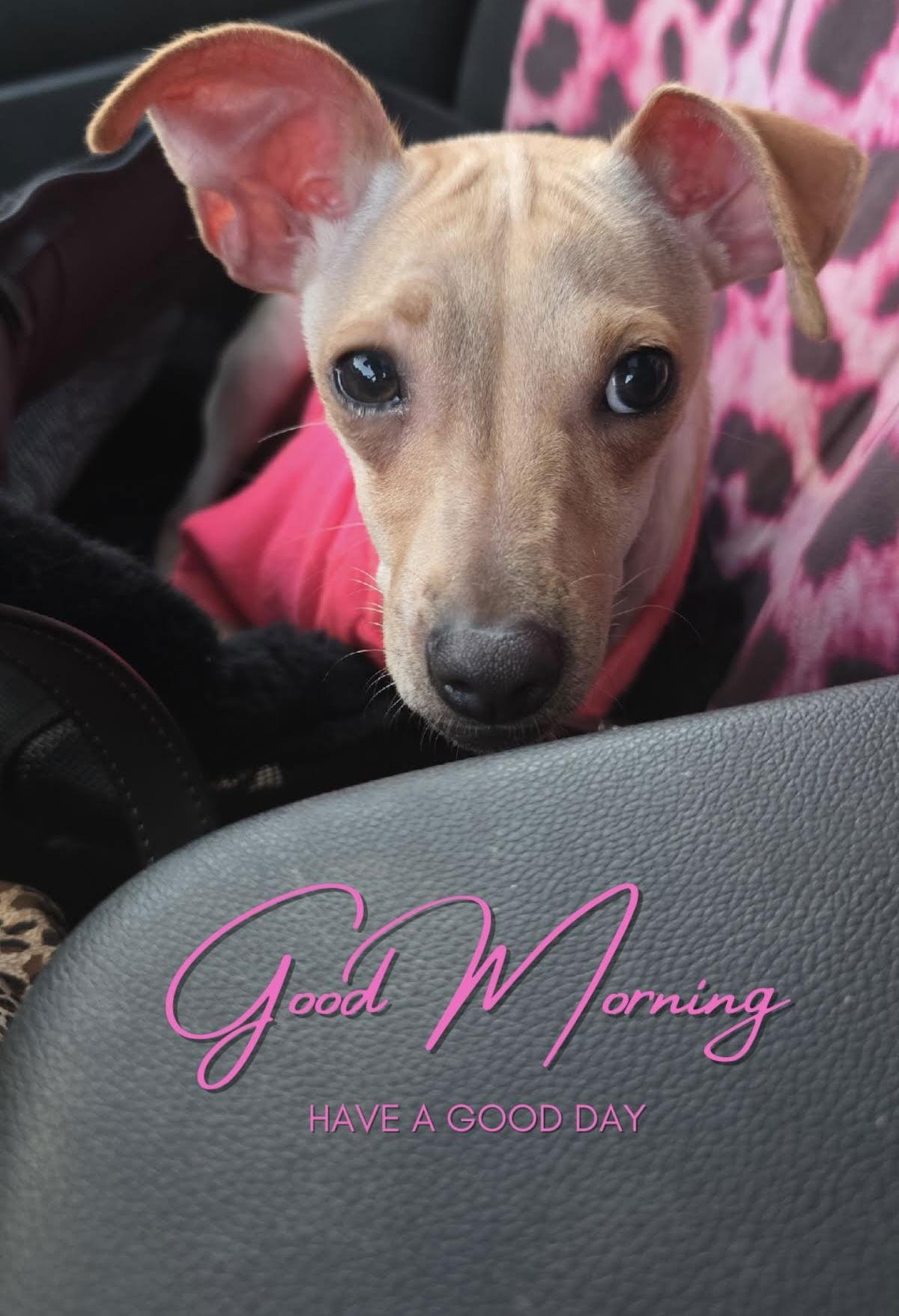 RachelLeighCook, a Adoptable mixed breed in St. Cloud, MN image 3/3