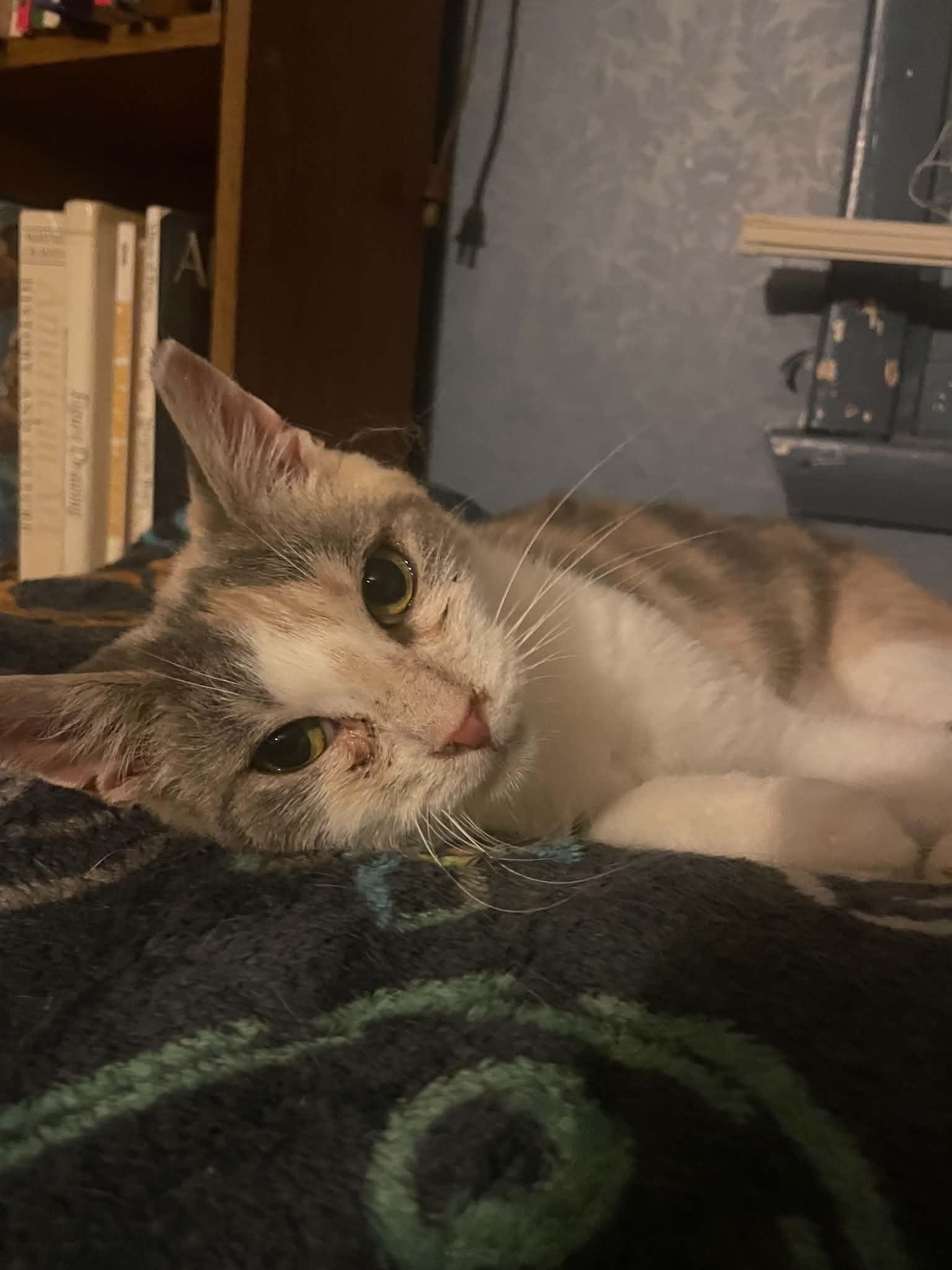 Fritos, a ADOPTABLE Domestic Short Hair in Penfield, NY image 2/5