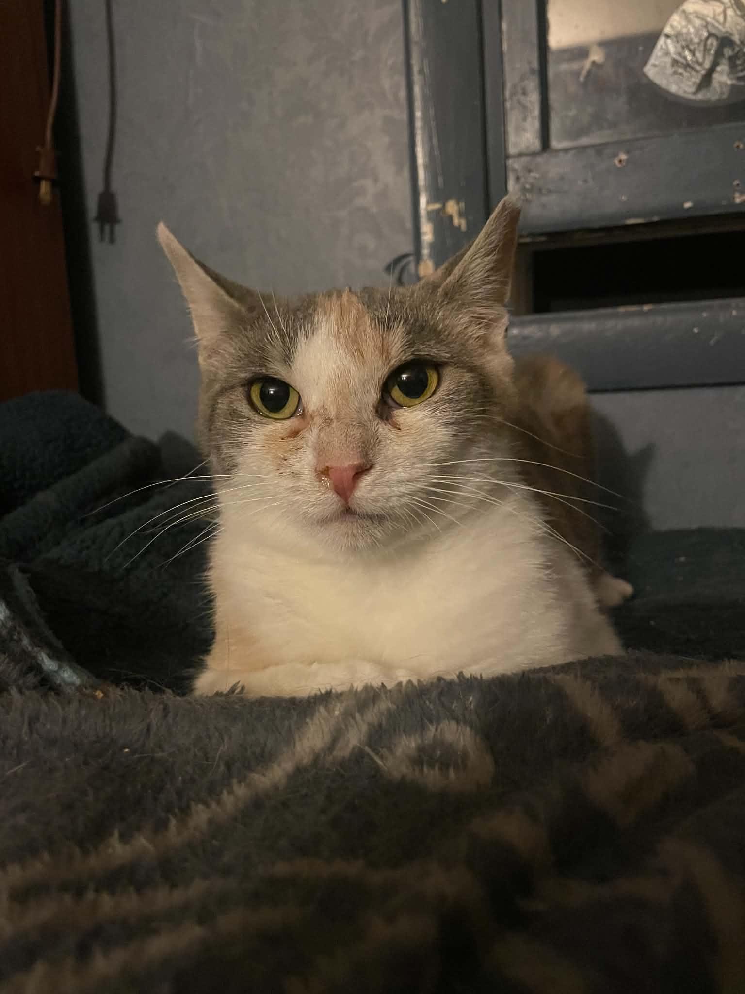 Fritos, a ADOPTABLE Domestic Short Hair in Penfield, NY image 3/5