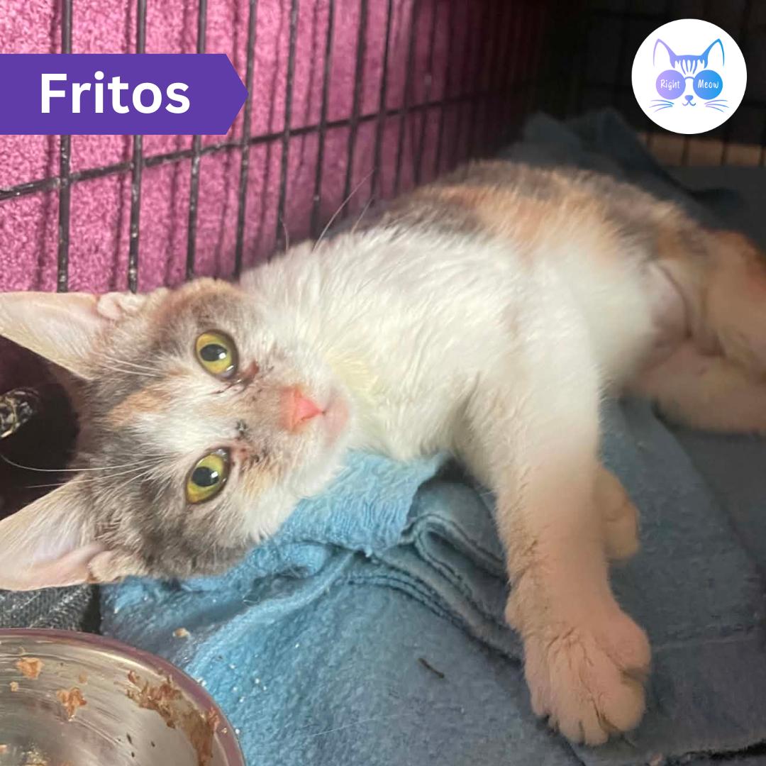 Fritos, ADOPTABLE, Adult Female Domestic Short Hair.