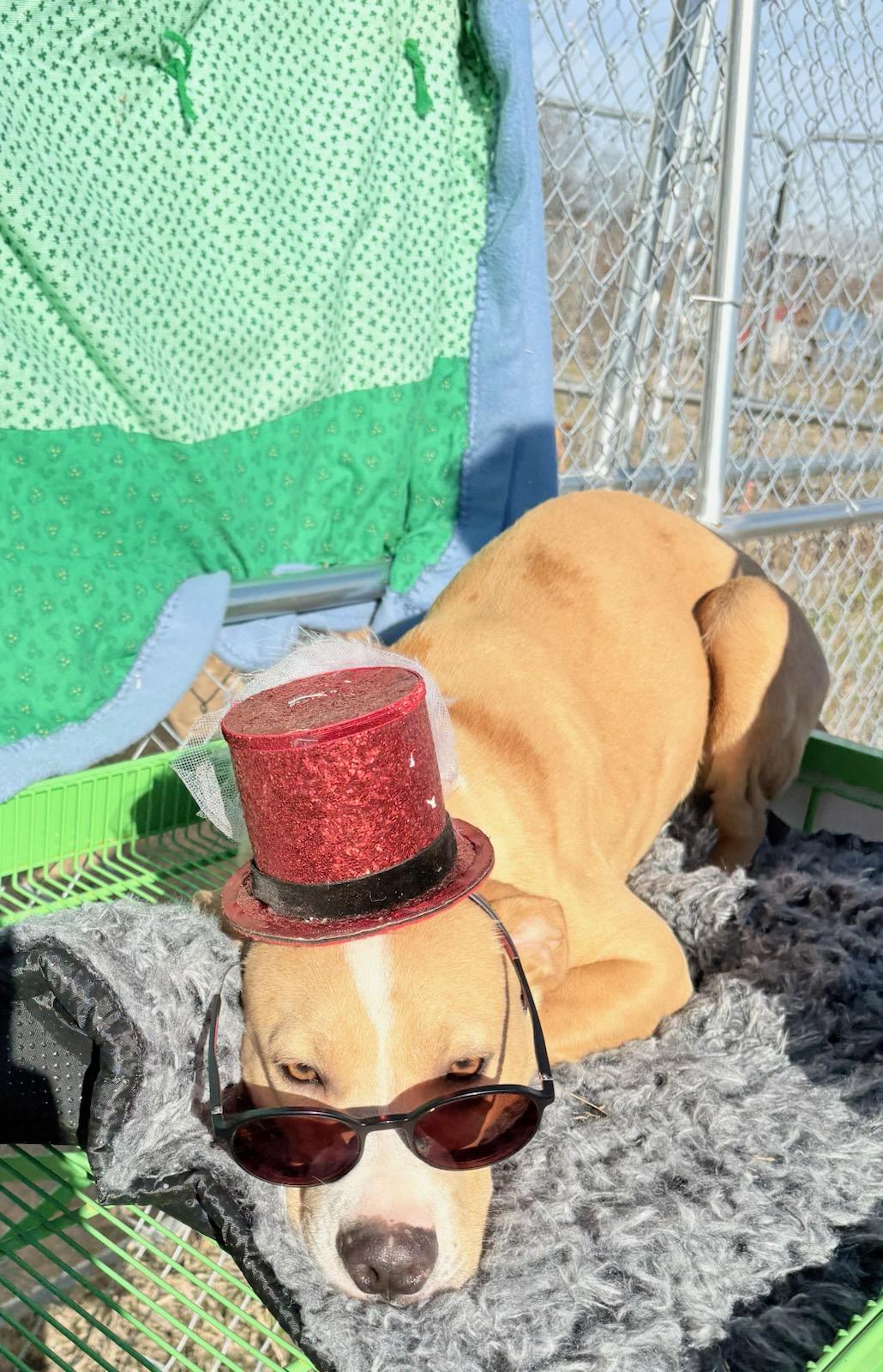 Enlarge Leroy , a ADOPTABLE mixed breed in Manchester, NH image 3/4