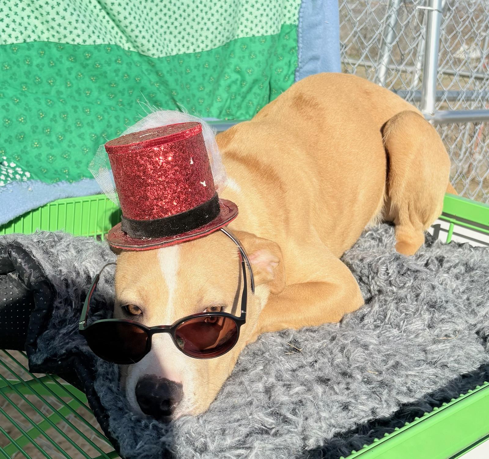 Enlarge Leroy , a ADOPTABLE mixed breed in Manchester, NH image 2/4