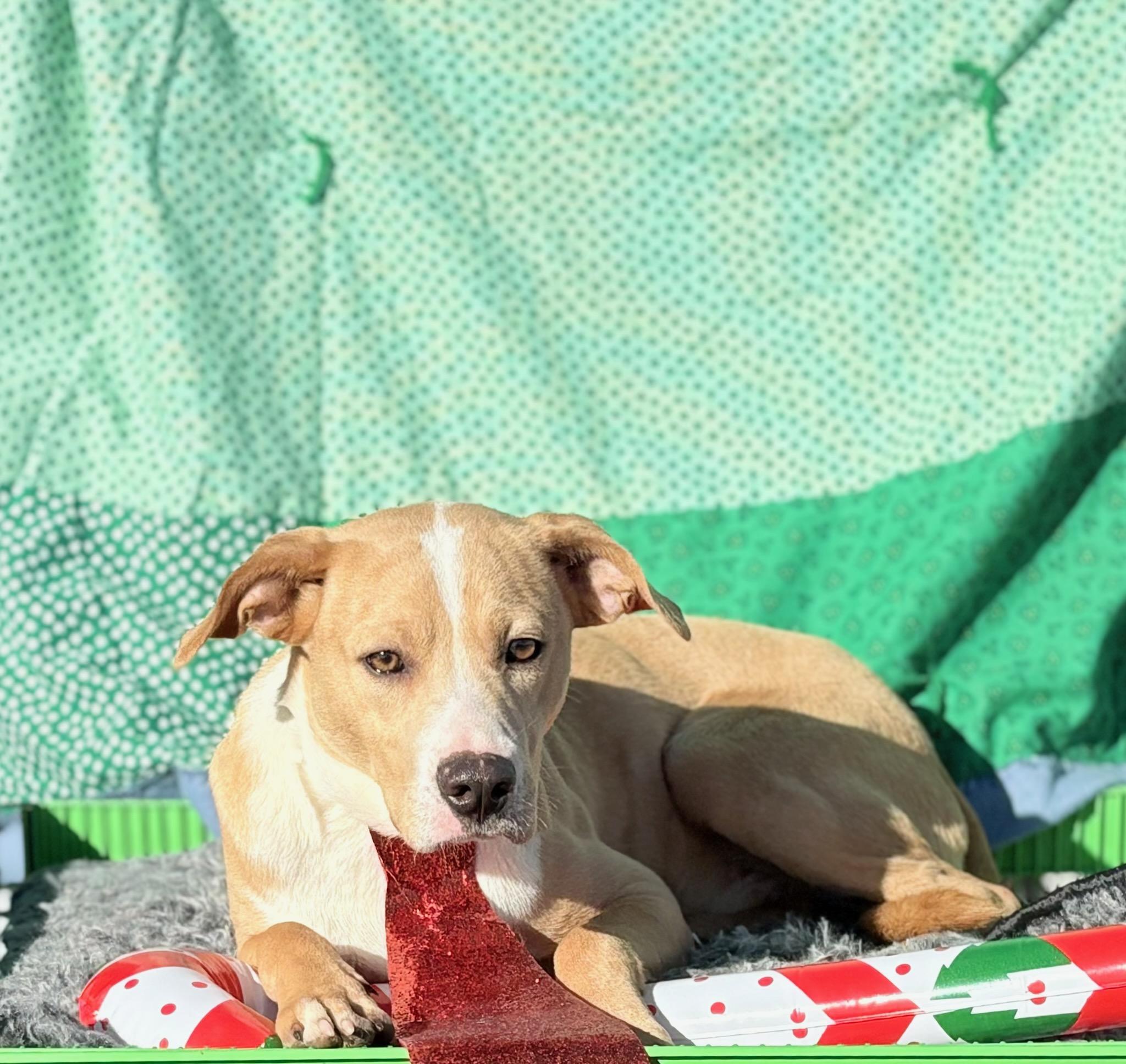 Enlarge Leroy , a ADOPTABLE mixed breed in Manchester, NH image 1/4