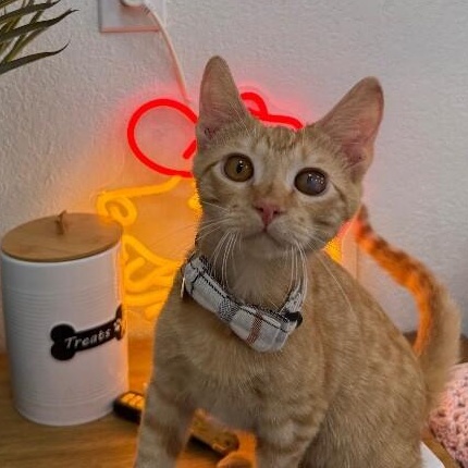 Willy Gato — thumbnail 4