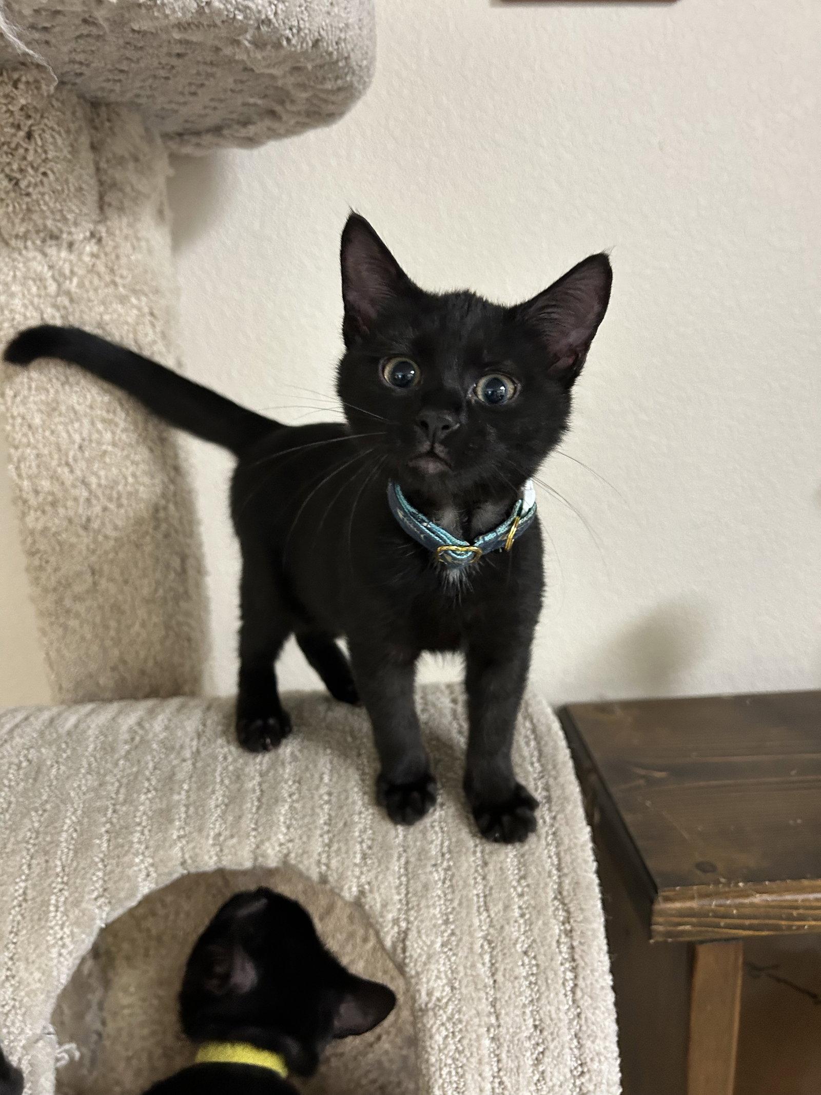 Poe, Adoptable, Kitten Female Domestic Short Hair.