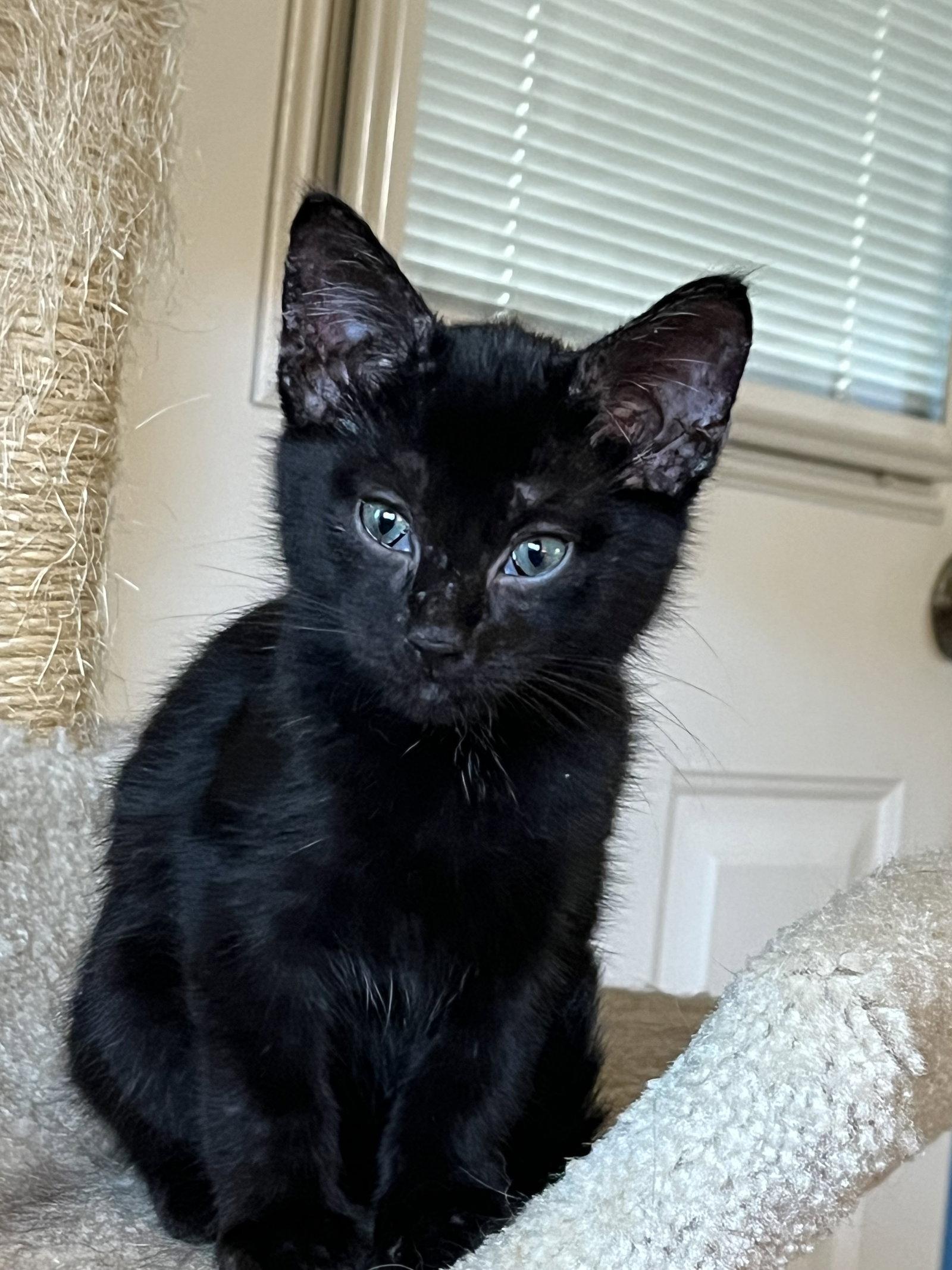 Enlarge Poe, a Adoptable Domestic Short Hair in Fort Worth, TX image 3/3