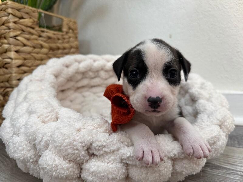 London Bridge — thumbnail 2