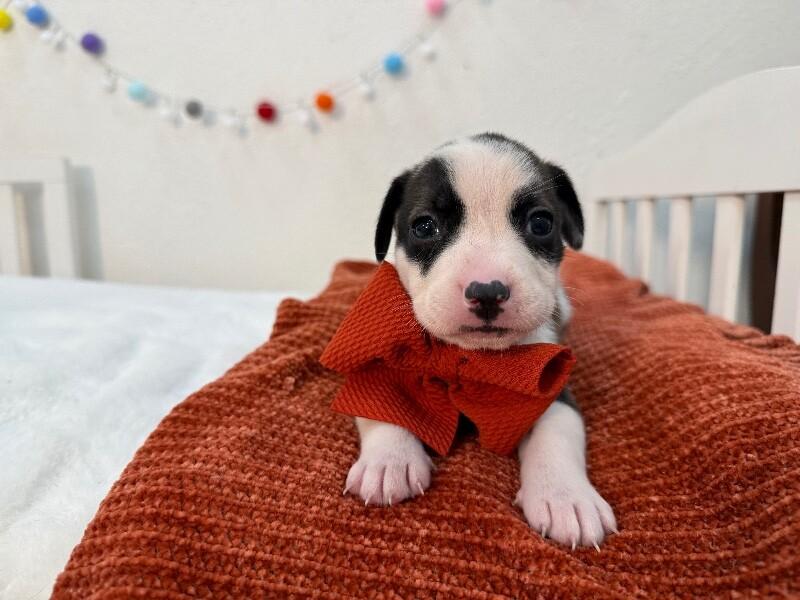 London Bridge — thumbnail 4