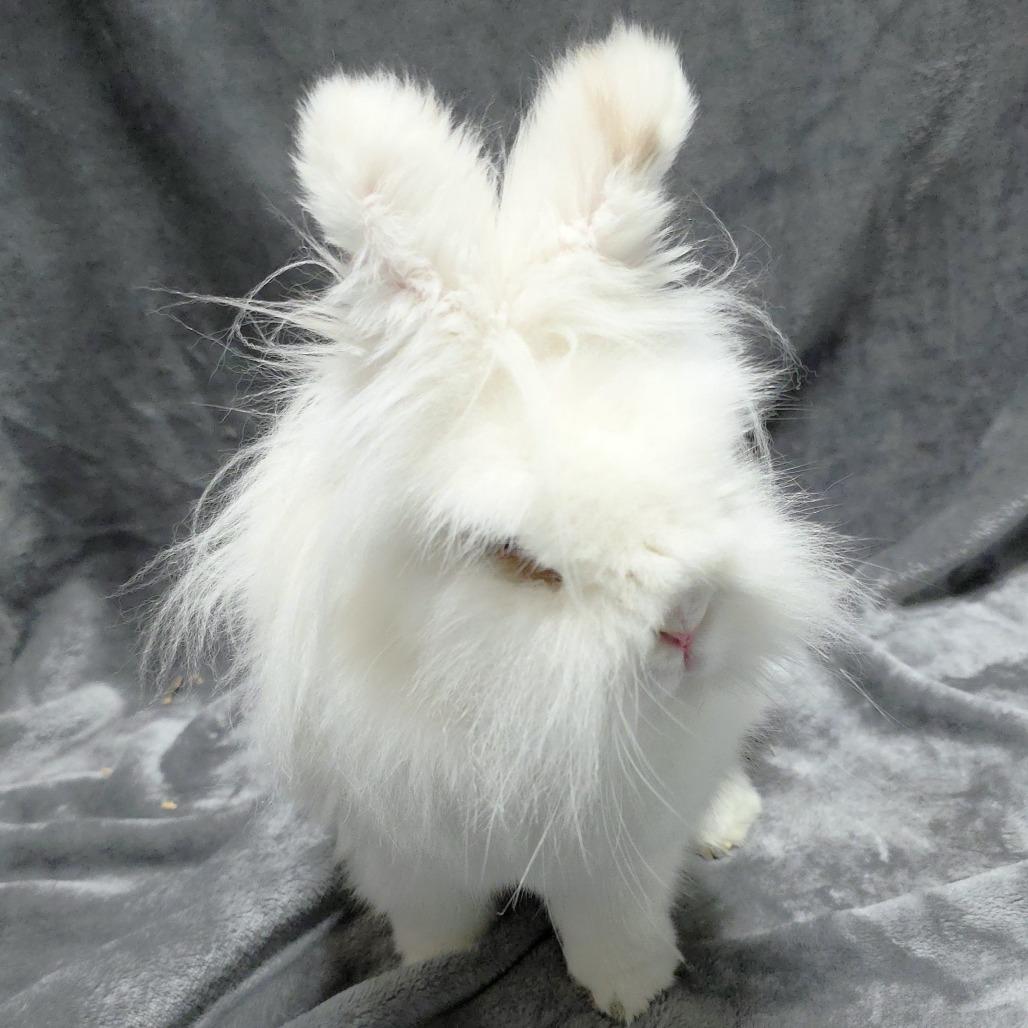 Marshmallow, Adoptable, Adult Female Hotot.