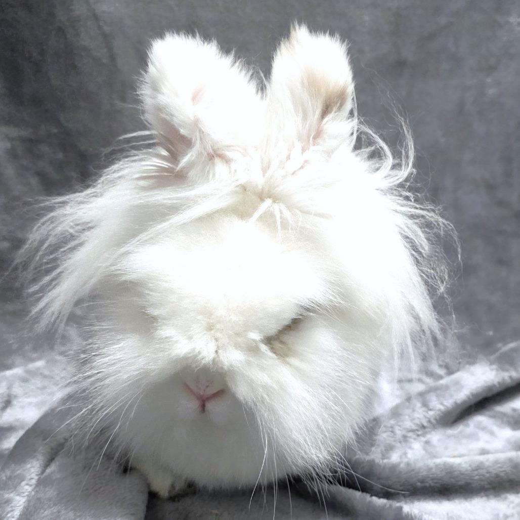 Enlarge Marshmallow, a Adoptable Hotot in Michigan City, IN image 2/5