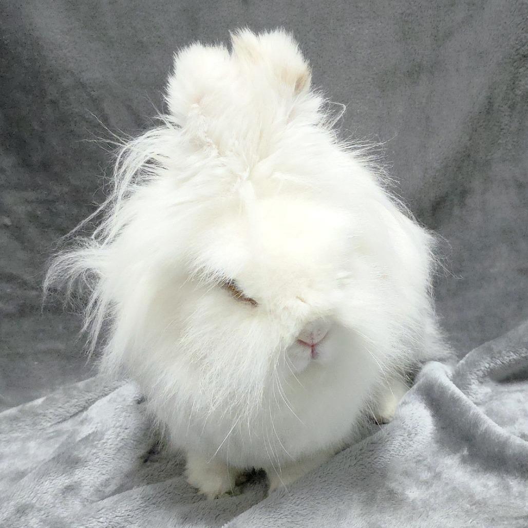Enlarge Marshmallow, a Adoptable Hotot in Michigan City, IN image 3/5