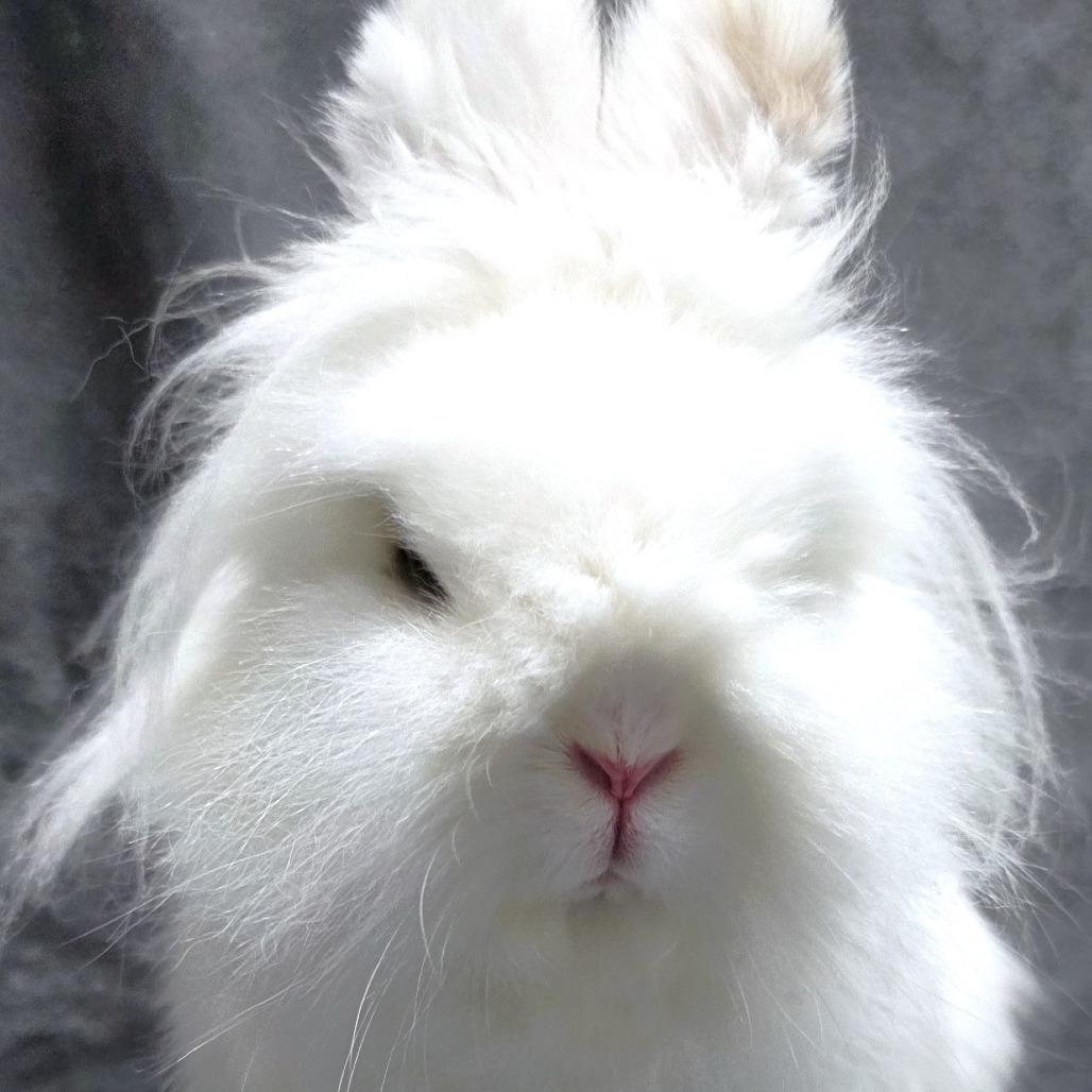 Enlarge Marshmallow, a Adoptable Hotot in Michigan City, IN image 4/5