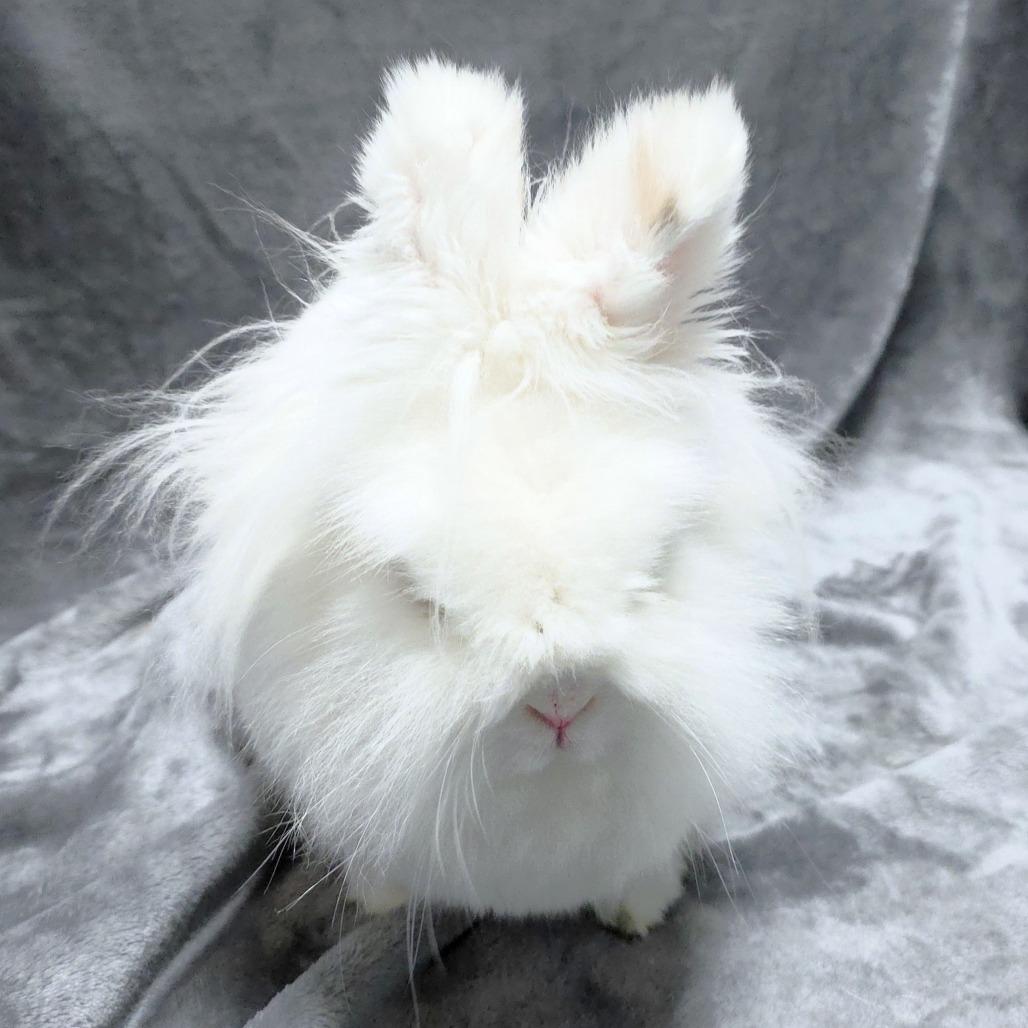 Enlarge Marshmallow, a Adoptable Hotot in Michigan City, IN image 5/5