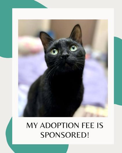 Gigi (Pino Grigio), a Adoptable Domestic Short Hair in Appleton, WI image 1/4