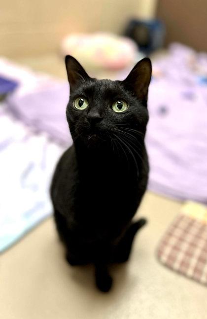 Gigi (Pino Grigio), a Adoptable Domestic Short Hair in Appleton, WI image 2/4