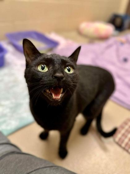 Gigi (Pino Grigio), a Adoptable Domestic Short Hair in Appleton, WI image 3/4