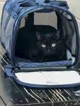 Gigi (Pino Grigio), a Adoptable Domestic Short Hair in Appleton, WI image 4/4