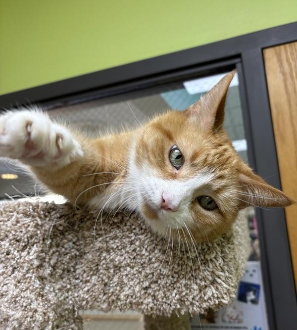 Enlarge Precious, a Adoptable mixed breed in Sioux City, IA image 1/6