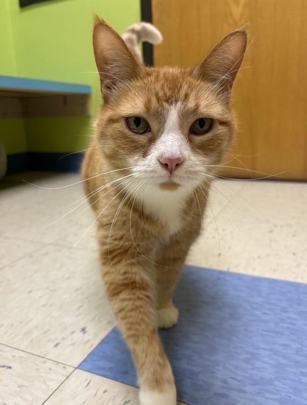 Enlarge Precious, a Adoptable mixed breed in Sioux City, IA image 2/6