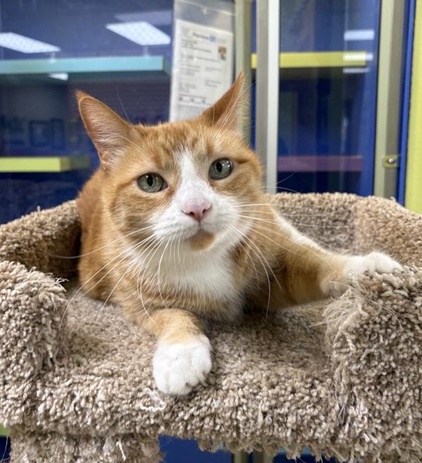 Enlarge Precious, a Adoptable mixed breed in Sioux City, IA image 6/6