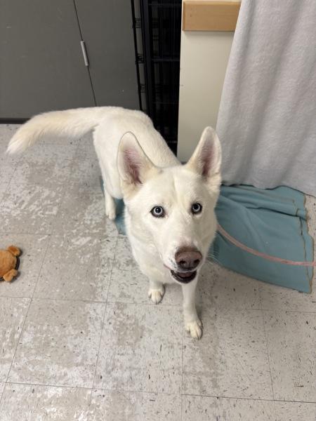 Enlarge * Cyclone *, a Adoptable mixed breed in Salt Lake City, UT image 1/2