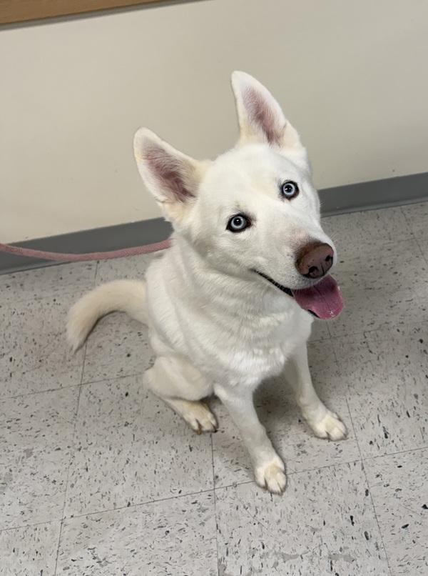 Enlarge * Cyclone *, a Adoptable mixed breed in Salt Lake City, UT image 2/2