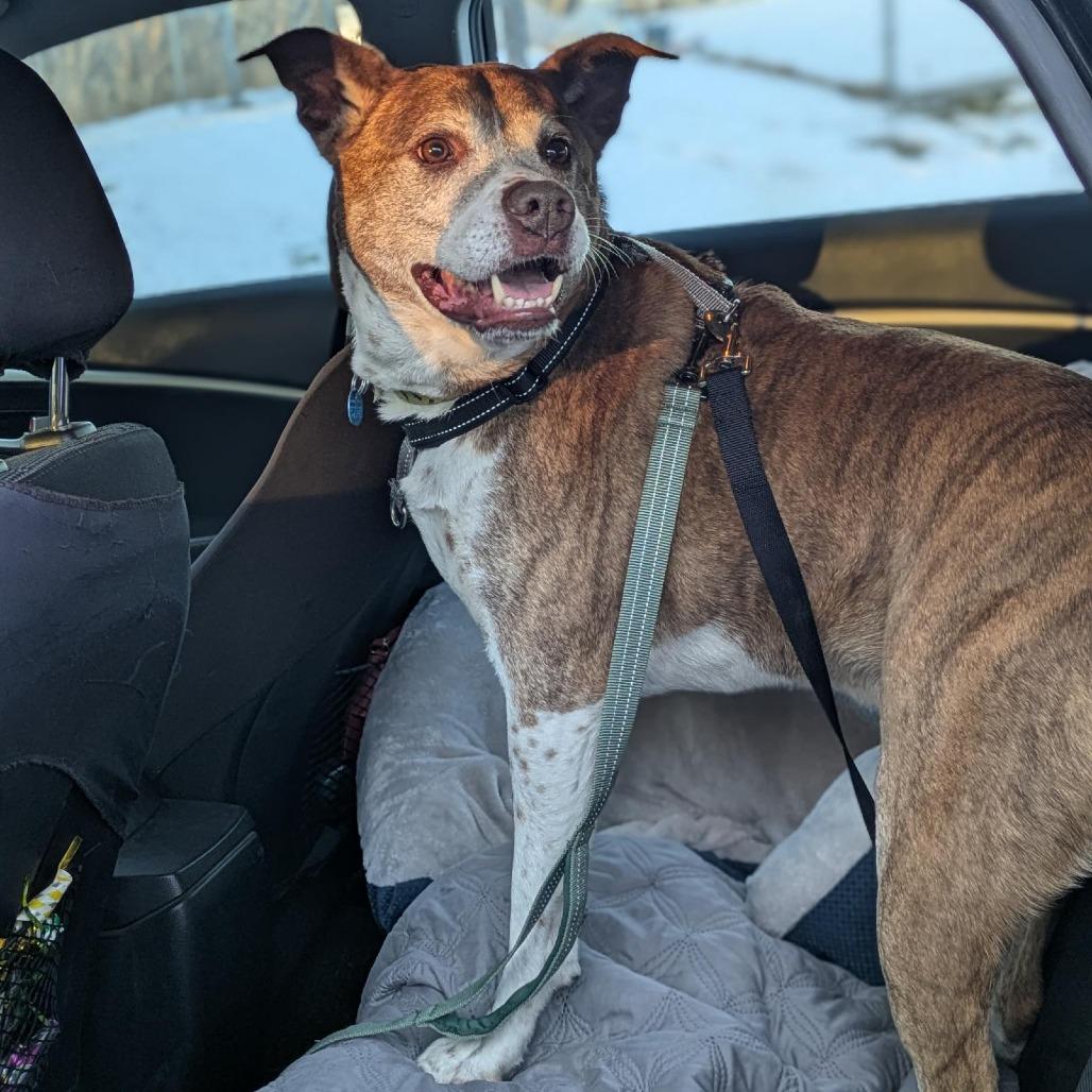 Enlarge Jasper, a Adoptable mixed breed in South Burlington, VT image 1/6